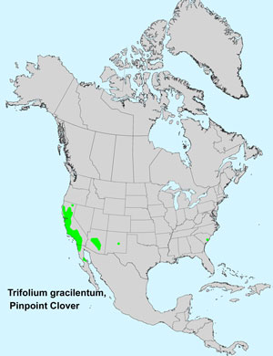 North America species range map for Pinpoint Clover, Trifolium gracilentum: